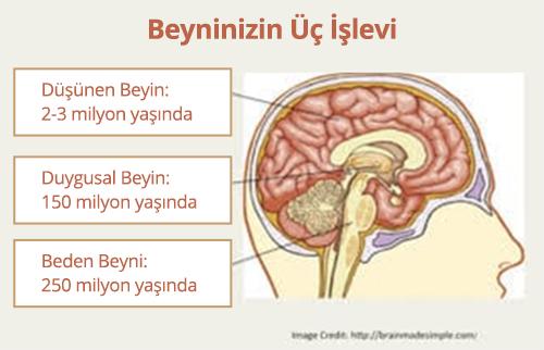 Beyninizin Üç İşlevini Tanıyın - 2. Bölüm